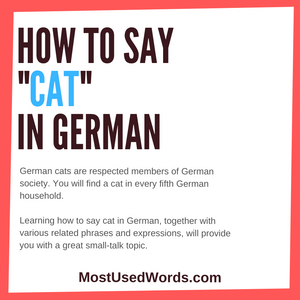 How Do You Say Cat In German? Phrases & Idioms – Mostusedwords