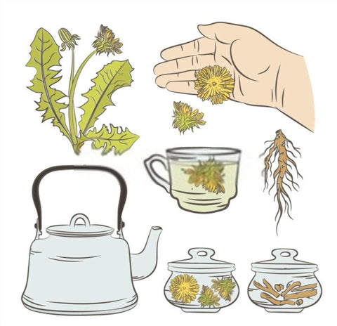 How to make Dandelion Tea
