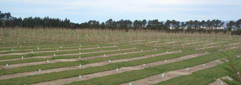 Tunlaw Farm planting