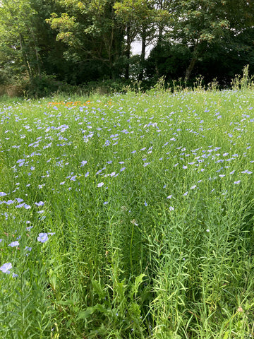 Flax flower