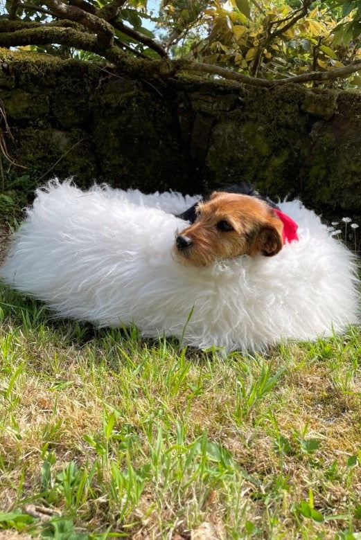 Cream Irish Sheep Wool Dog Bed Stable Of Ireland