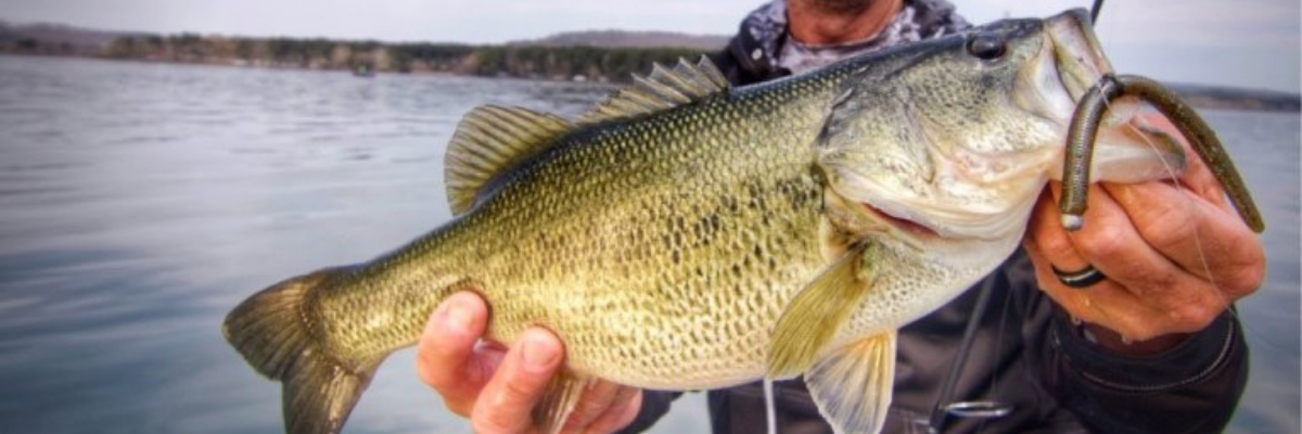 4 Neko Rig Tricks for Tough Late Summer Bass 