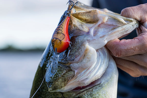 Unlocking Spring Bass Fishing Success: The Significance of Red