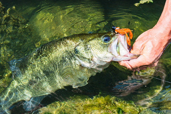 Unlocking Spring Bass Fishing Success: The Significance of Red Baits —  Discount Tackle