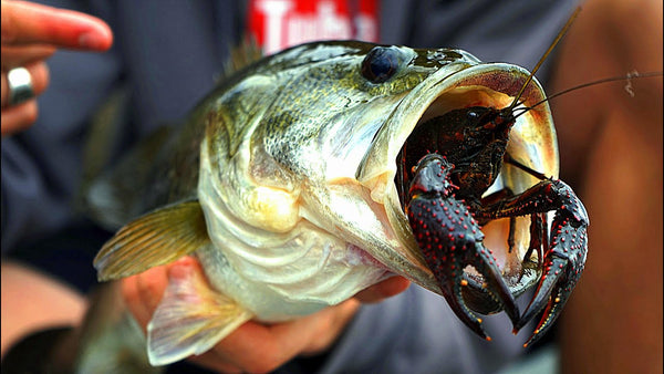 16 Pcs Crawfish Lure Crawdad Fishing Lures Crawfish Bait Soft Baits for  Fishing Bionic Fishing Lure Softer Fishing Baits Portable Swim Bait Fake  Bait