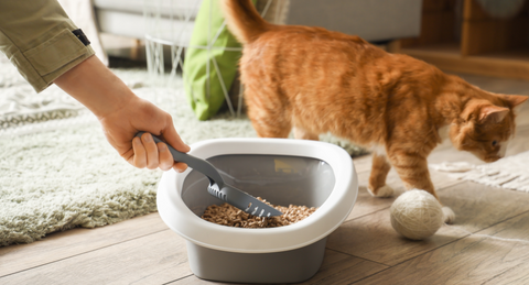 person scooping cat litter and cat walking by