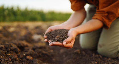 person holding soil