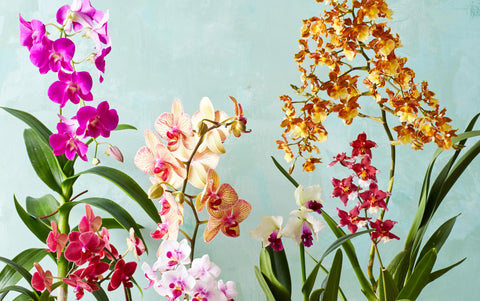 orchids