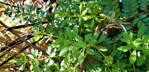 A dappled mix of ferns and cleavers against a brown mulch base