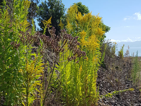 Tall yellow flowering goldenrod plants ona dry bank with mountains in the distance