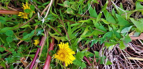 Flattened dandelion plant with 2 flowers against brown strawlike mulch