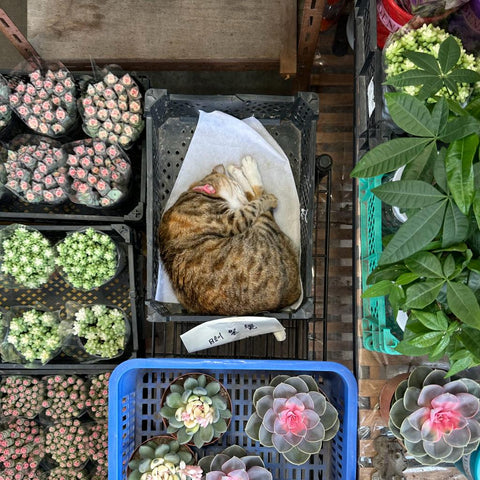 Cat sleeping in Hong Kong flower market 