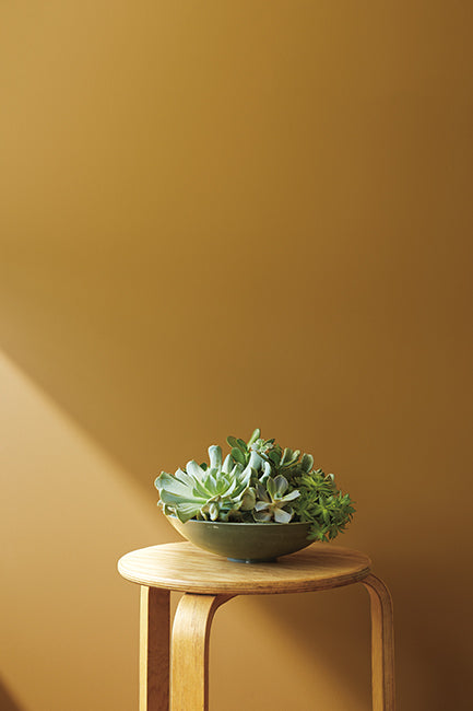 Deep gold walls with a succulent sitting on top of a light wooden stool.