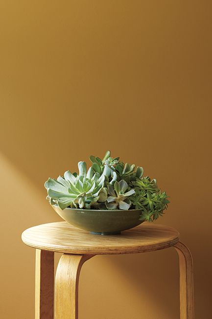 A yellow stool with a plant on top frames a yellow wall painted in Golden Retriever 2165-30.