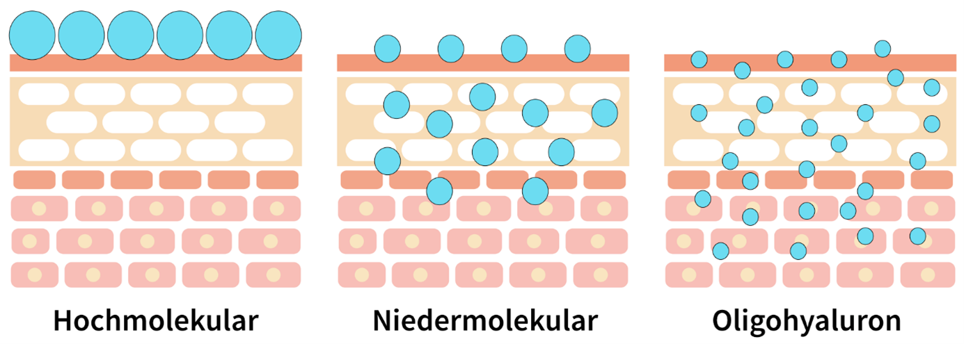 Erklärung Oligohyaluron