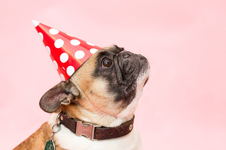 Pug sitting with party hat on