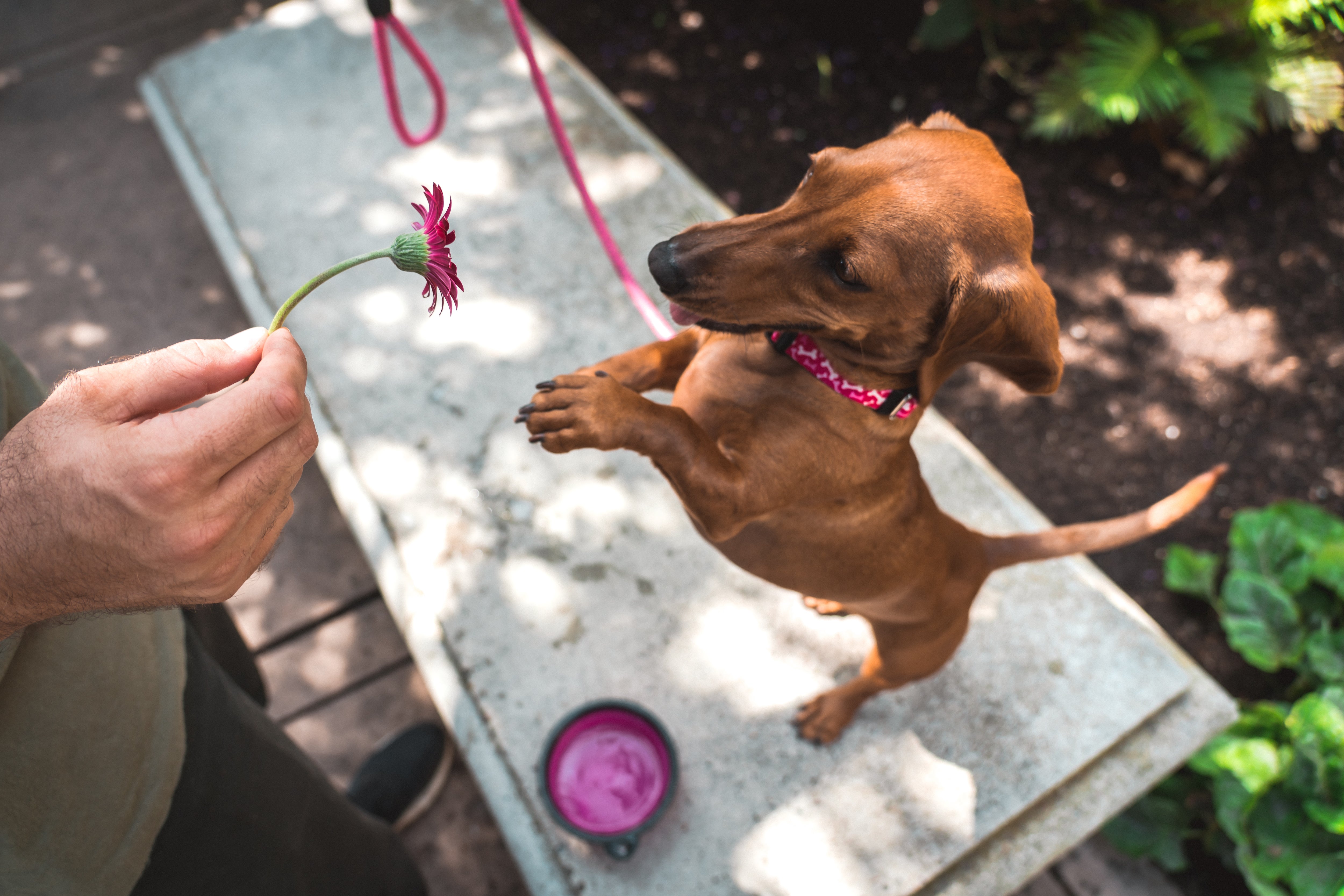 Dog begging for treat