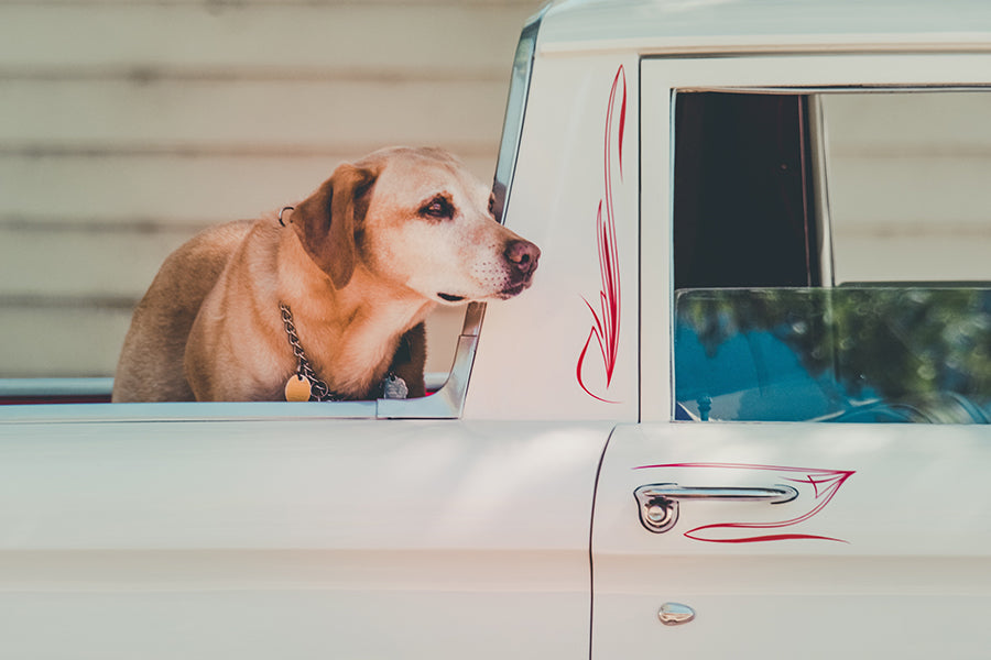 Old dog looking longingly out of bed of old truck
