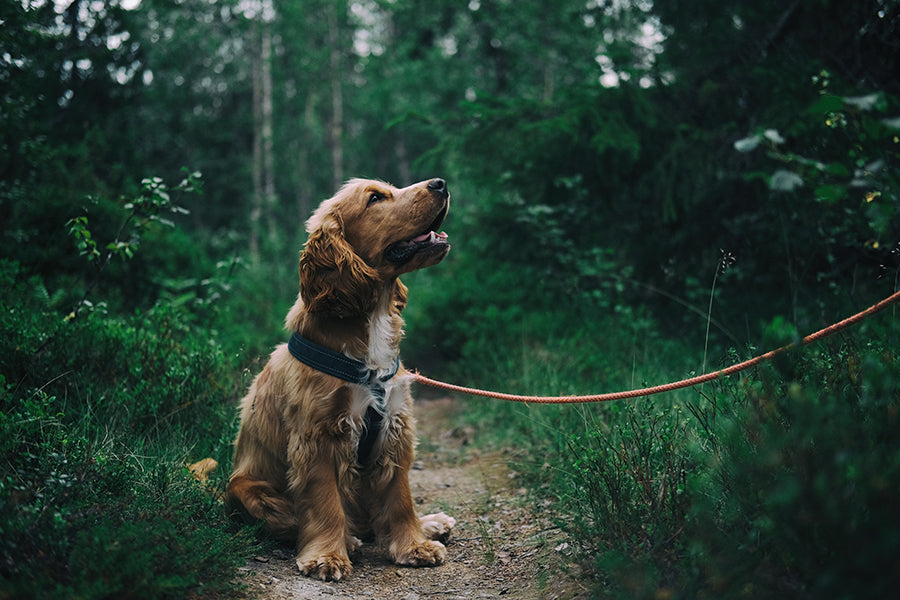 Dog sitting on grassy trail