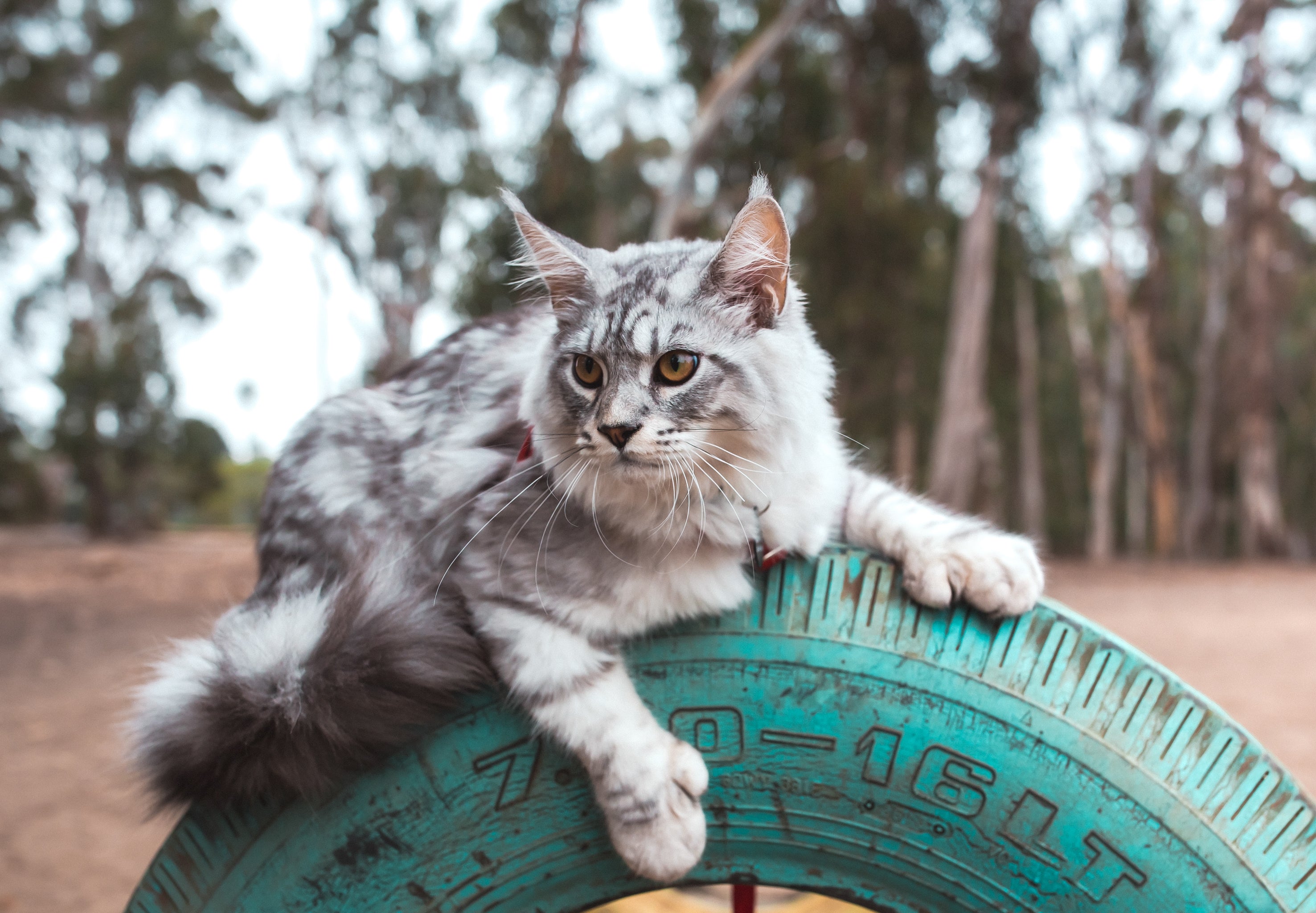 Cat on a tire