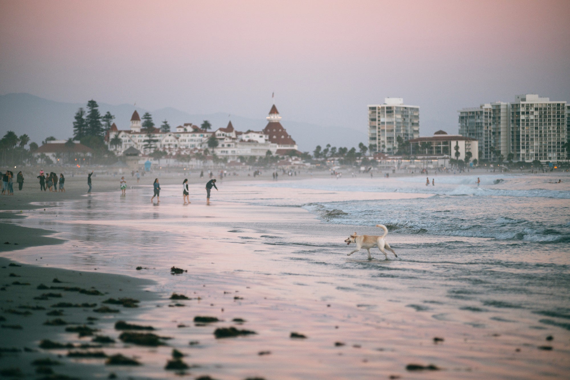 Dog on Coronado dog beach at sunset