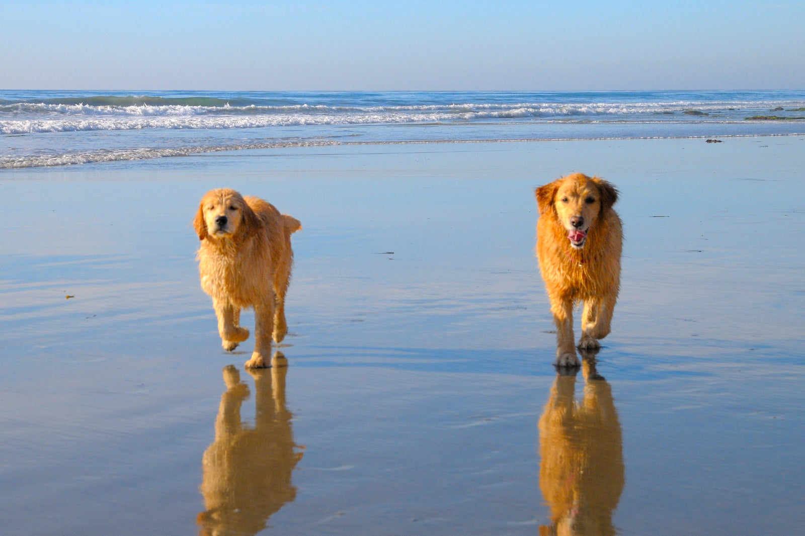 Two dogs running along Del Mar dog beach