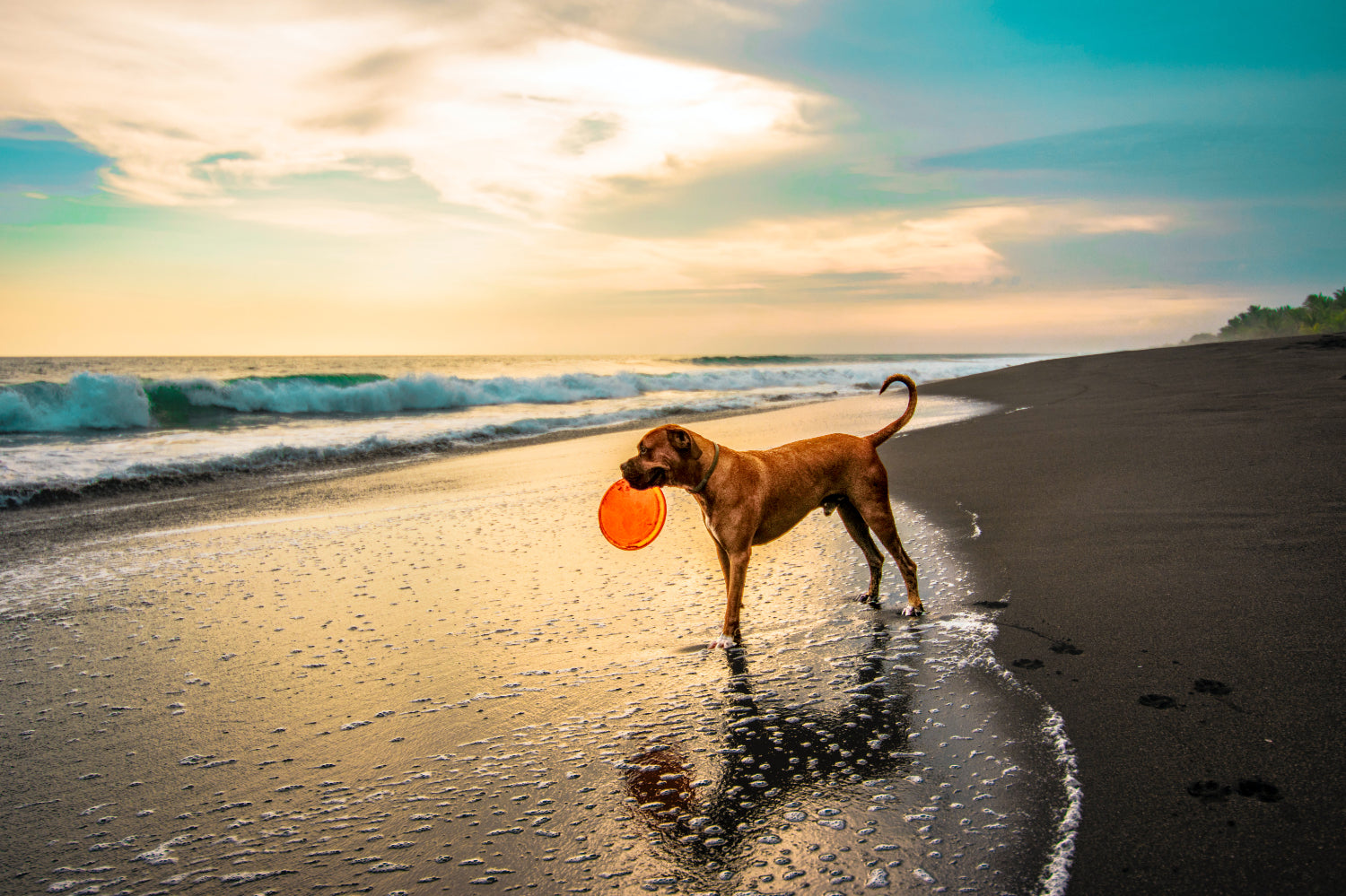 Dog on beach at sunset with frisbee 