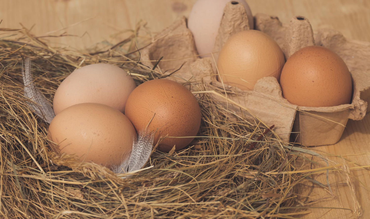 Chicken eggs in nest