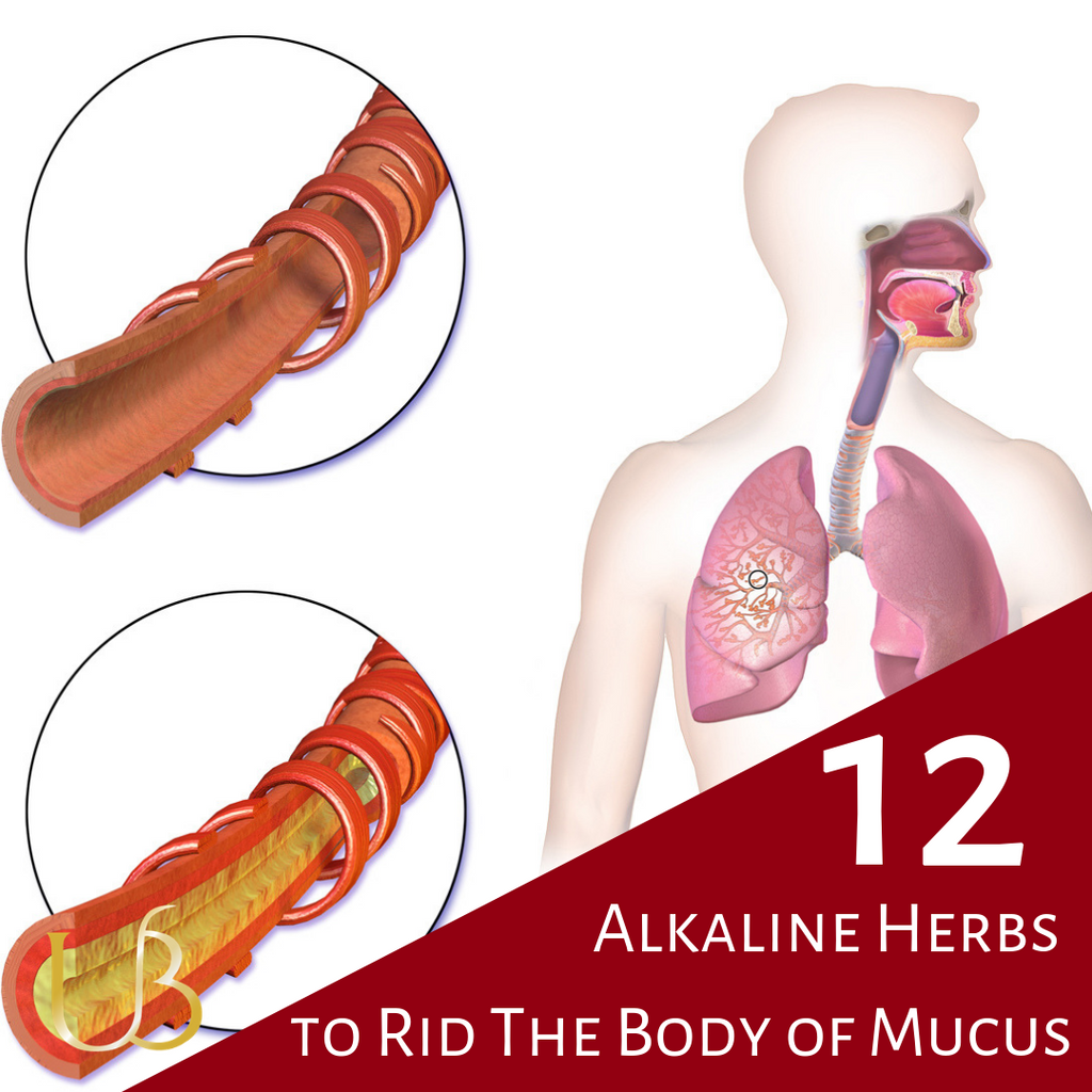 mucous membranes