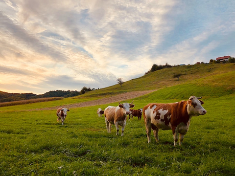 Grass-fed cows grazing on grass