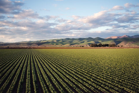 A landscape shot of a farmland 