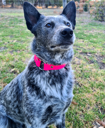 Collar & Ruff Safety Collar