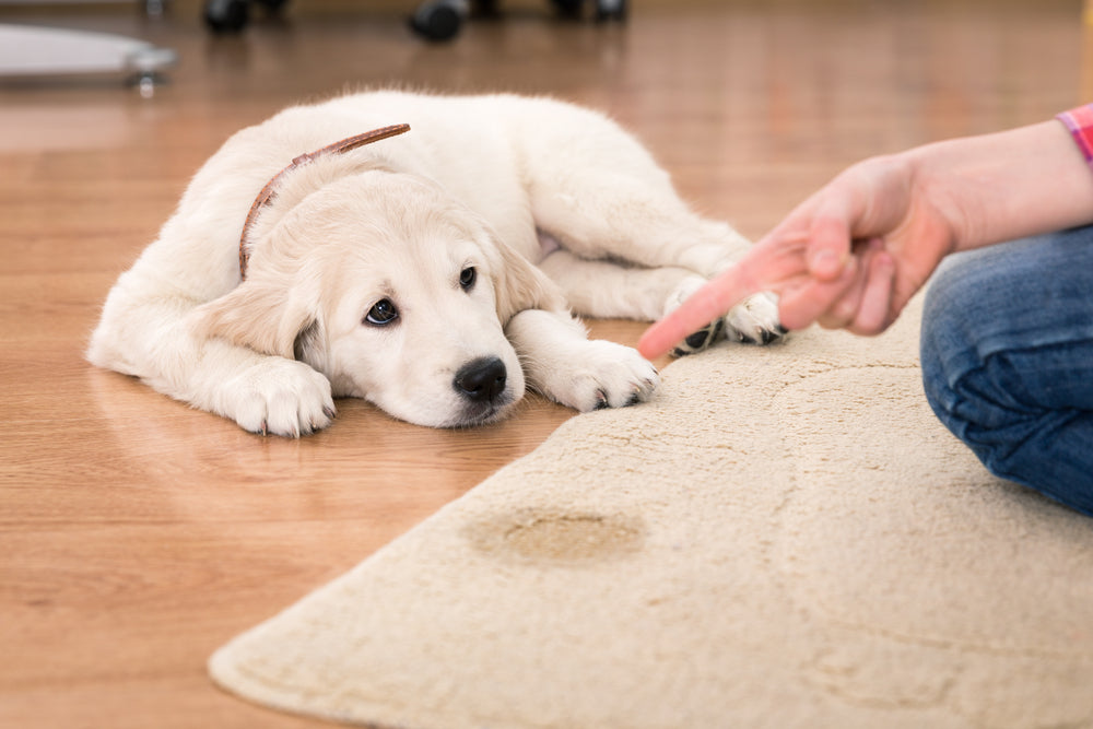 Get old pet stains out of carpet