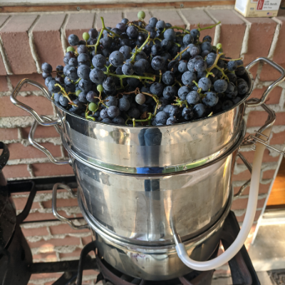 Concord grapes in top section of steam juicer.