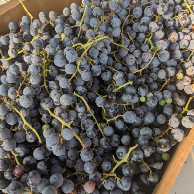 Concord grapes in a box.