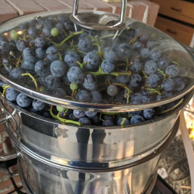 Lid on top of grapes in steam juicer.