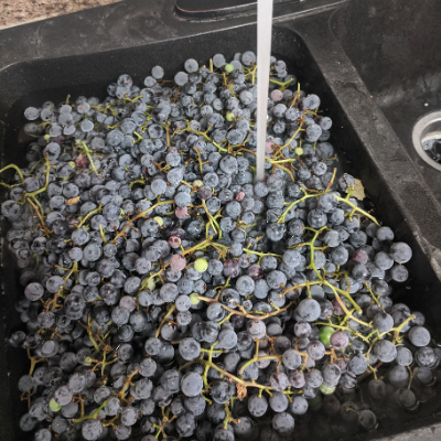 Washing concord grapes in the sink