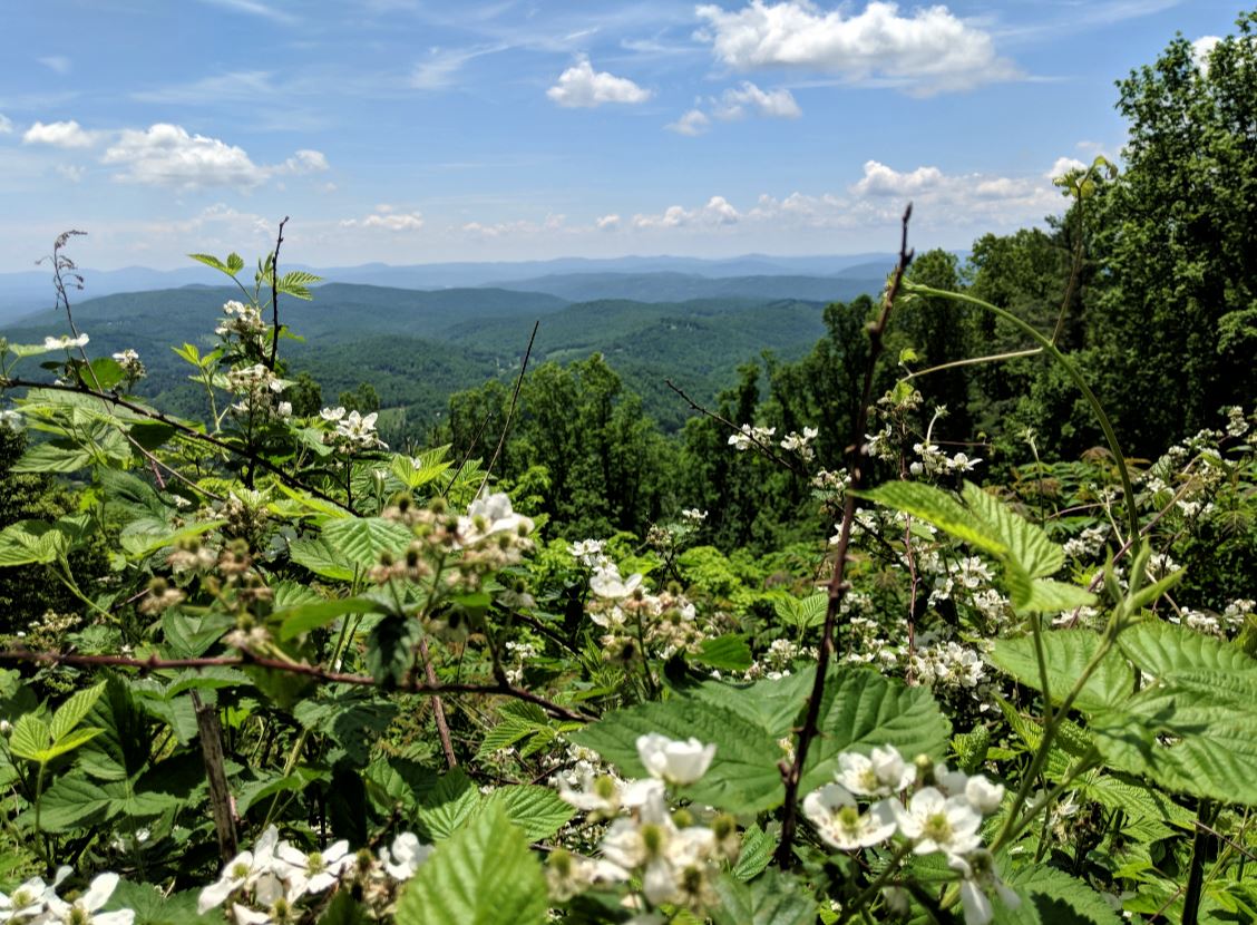 BRP-flowers-view