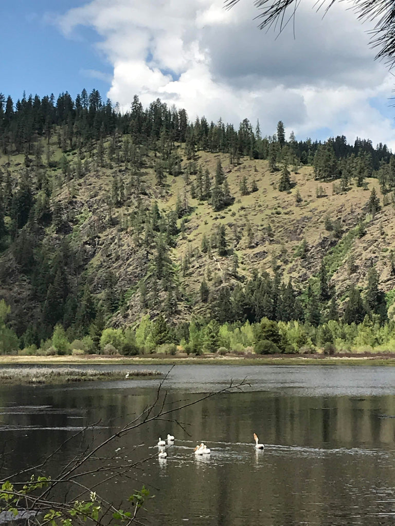 White pelicans while Cycling the Trail of the Coeur d'Alene on a Cruzbike recumbent road bike