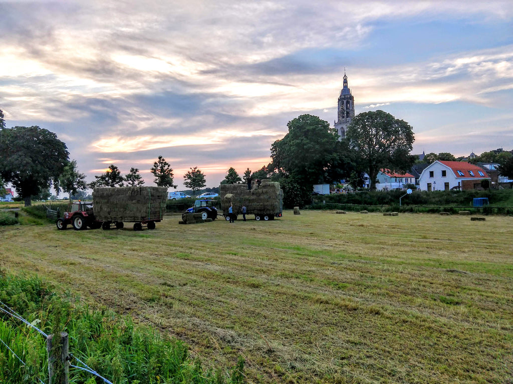 In Rhenen, we watched as several strong men pitched hay bales far over their heads into a truck at sunset in the shadow of the Cathedral.  
