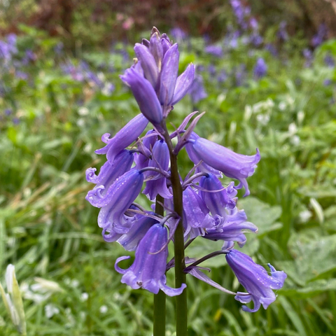 Image of Bluebells in a Field 