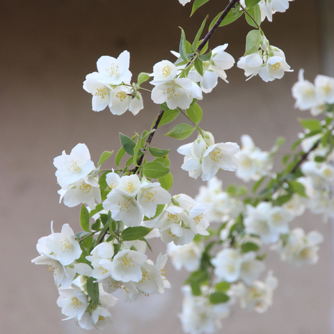 Jasmine Flower