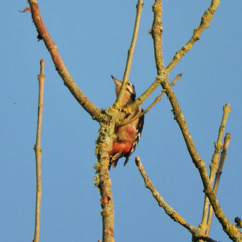 Bird nestling on the top branches of a tree