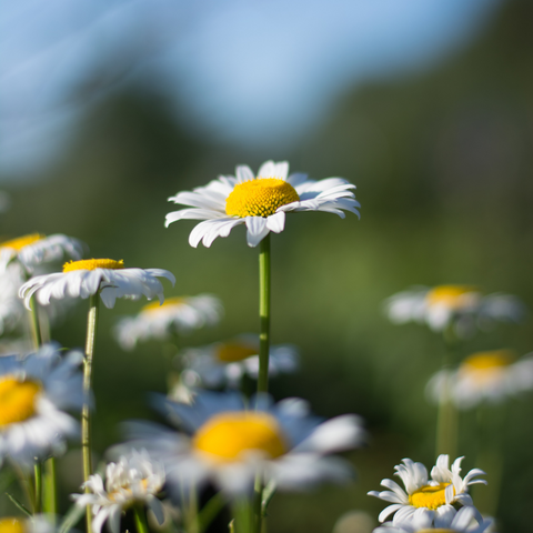 Camomile Flwoer