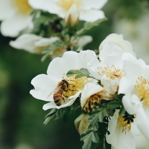 Bee on a white flower