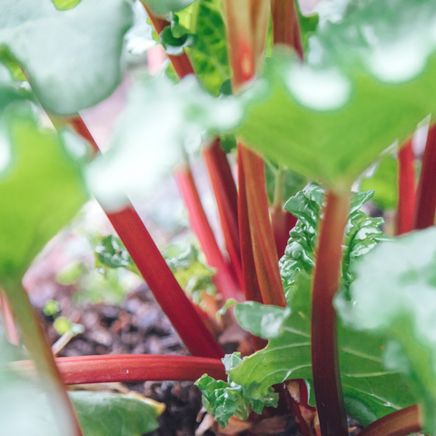 Rhubarb Fruit