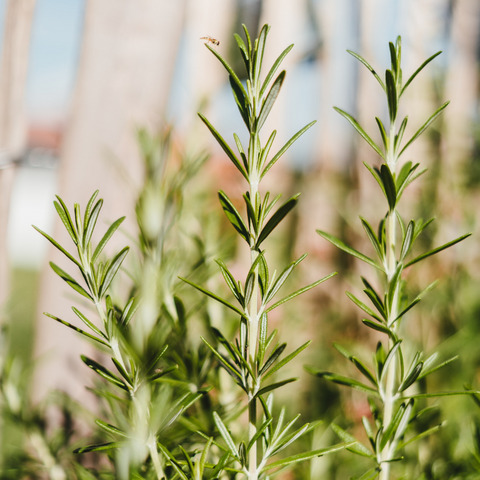 Rosemary Plant