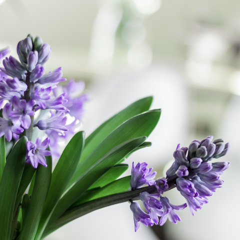 Hyacinth Flower