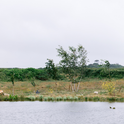 Pond and Trees at St. Eval