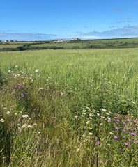 St Eval field of wildflowers